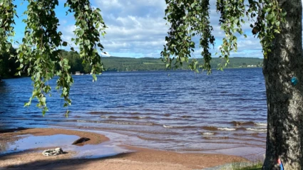 Strand med björkar vid stranden.