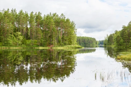 sjö med skog i bakgrunden