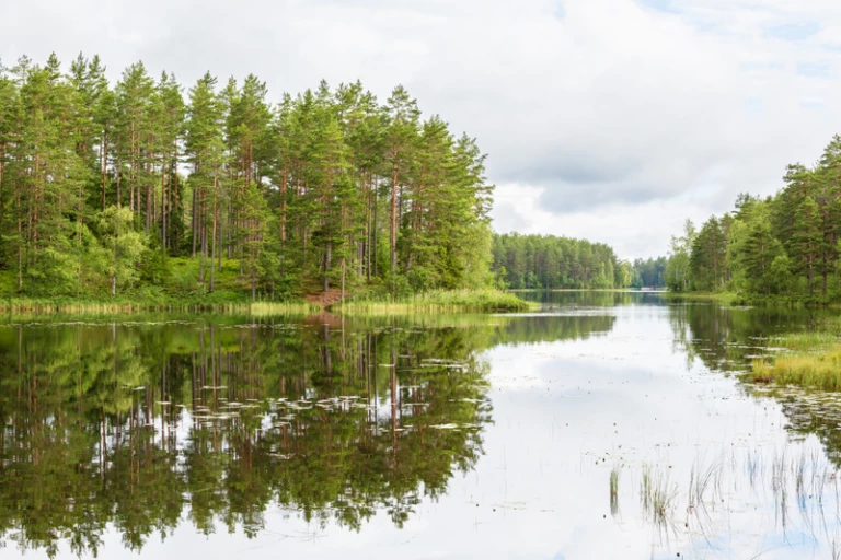 sjö med skog i bakgrunden