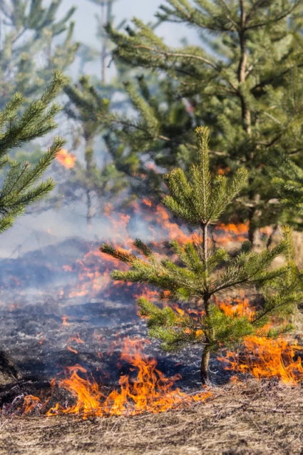 Brand i barrskog.